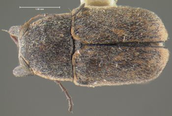 Media type: image;   Entomology 24986 Aspect: habitus dorsal view